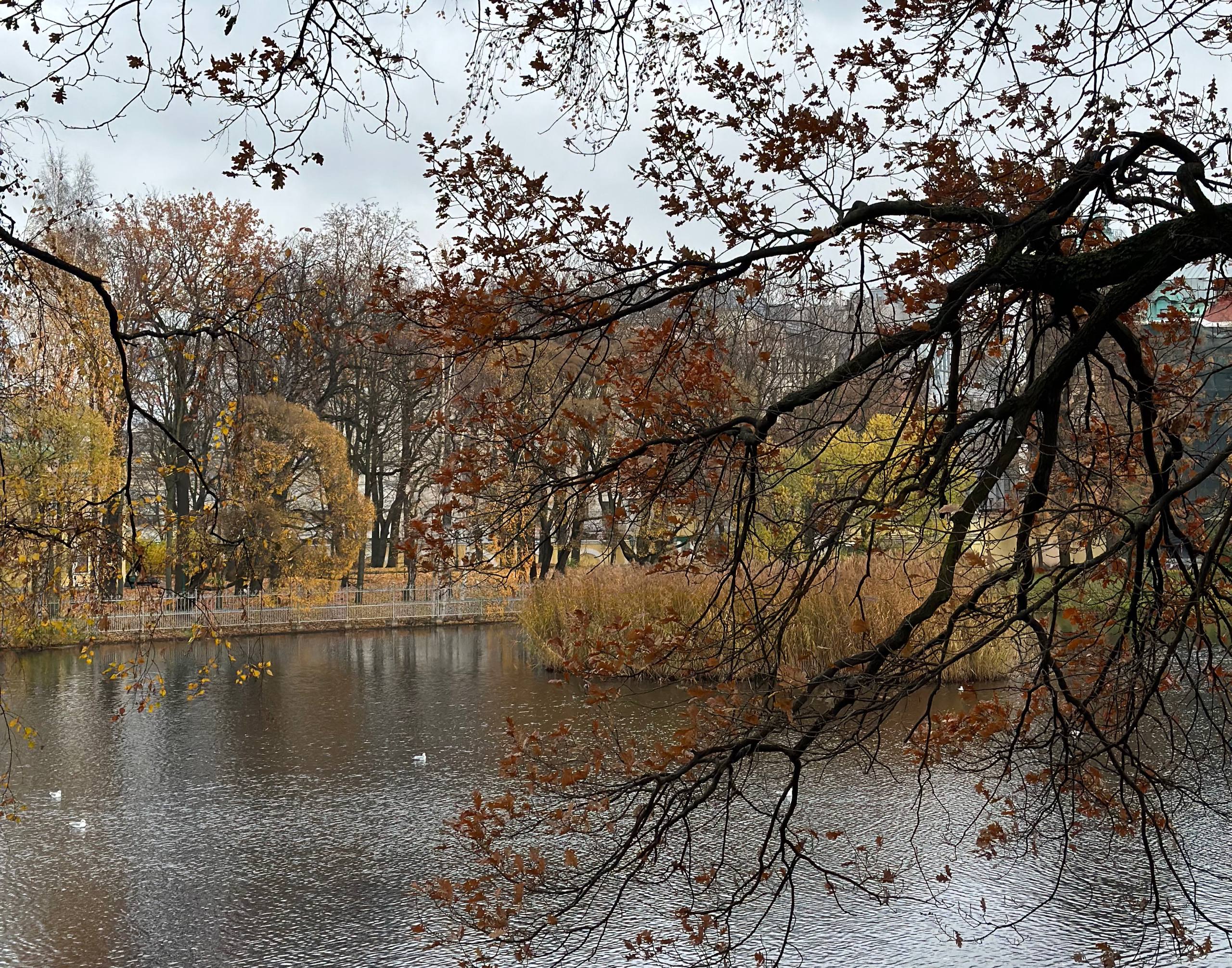 Небо затянет облаками, пойдет дождь: погода в Петербурге 9 ноября
