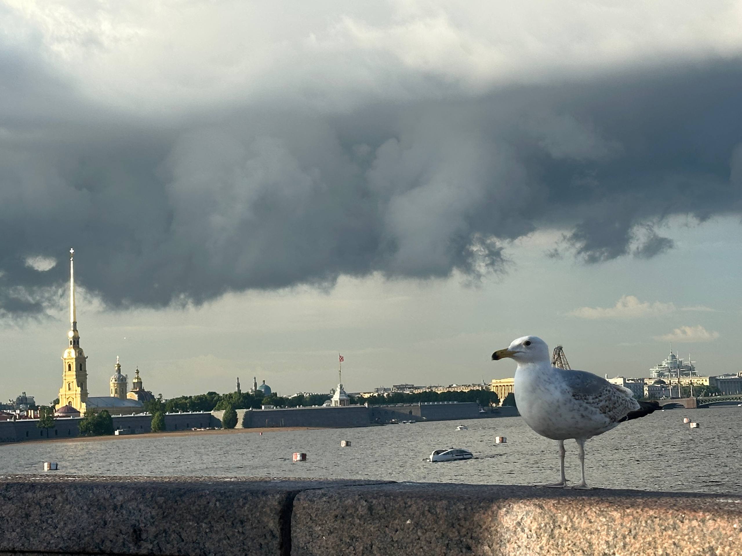 Кратковременные дожди и тепло: прогноз погоды в Петербурге на 29 июня