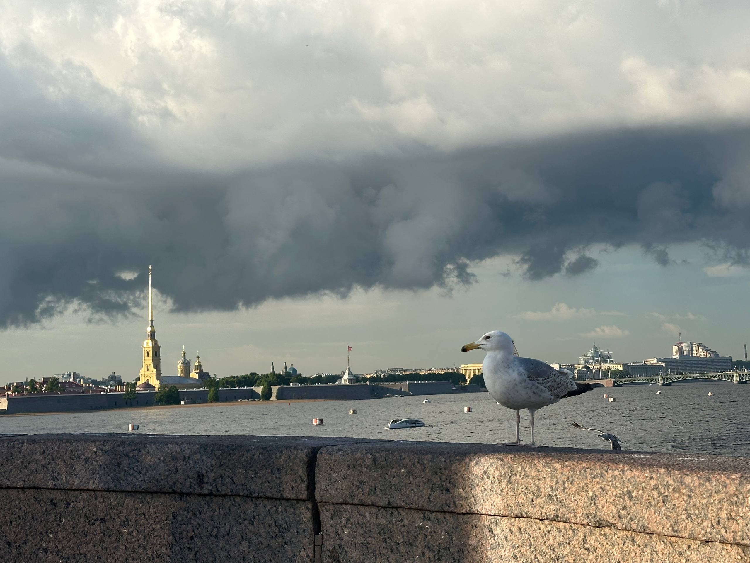 Дождь испортит петербуржцам выходные? Прогноз погоды от Леуса на 9 августа